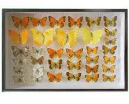 Papillons - 1977 à 1993