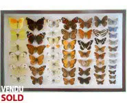 Papillons de France - 1970/80 env.