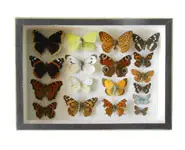 Papillons de France - 1970/80 env.