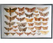 Hétérocères - 1940 à 1980