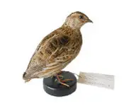 Caille des blés - 1960