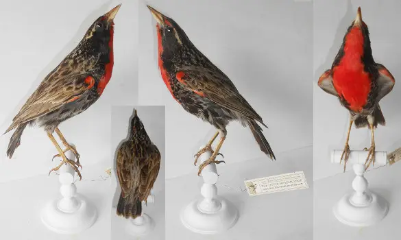 Sturnelle militaire - 1880 env.