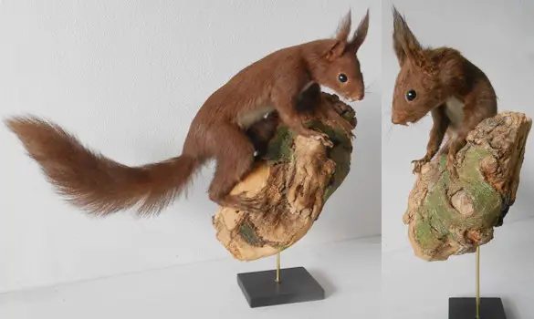 Ecureuil roux - 1975 env.