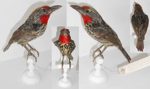 Cabézon tacheté - 1880