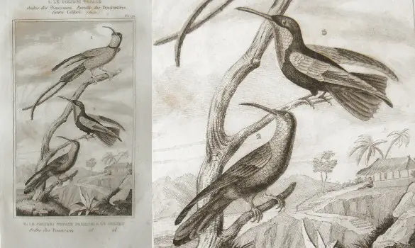 Colibris - BUFFON - 1835