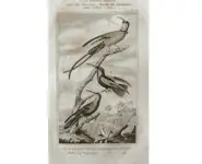Colibris - BUFFON - 1835