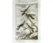 Colibris - BUFFON - 1835