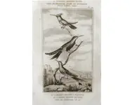 Colibris - BUFFON - 1835