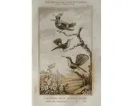 Colibris - BUFFON - 1835