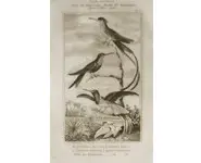 Colibris - BUFFON - 1835