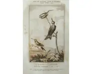 Colibris - BUFFON - 1835