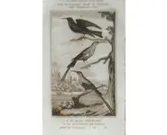 Souimangas - BUFFON - 1850