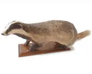 Blaireau - 1990 env.