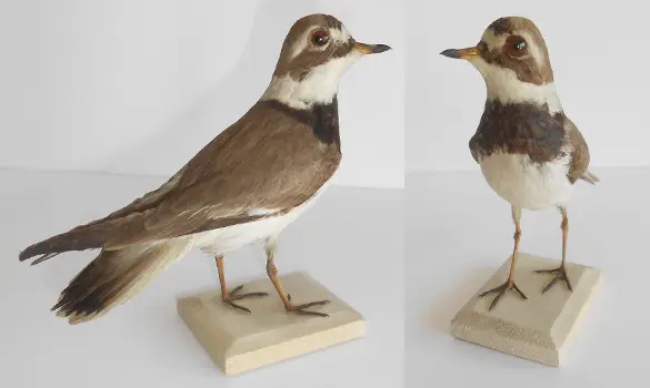 Grand Gravelot - 1866