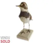 Grand Gravelot - 1866