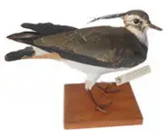 Vanneau huppé - 1963