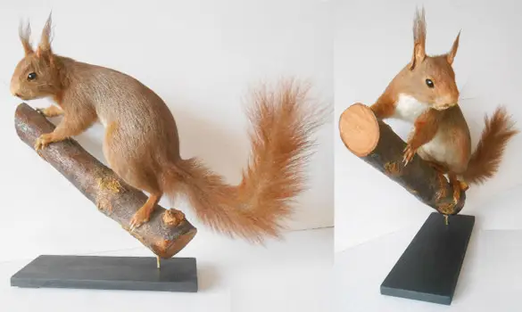 Ecureuil roux - 1970 env.