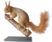 Ecureuil roux - 1970 env.