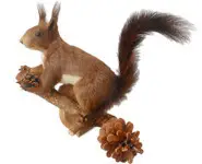 Ecureuil roux - 1975 env.