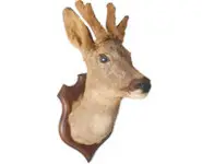 Chevreuil - 1990 env.