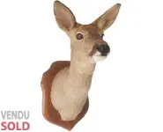 Chevreuil - 1990 env.