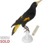 Cassique - 1880 env.