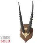 Cornes de springbok - 1940 env.