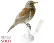 Grive litorne - 1980 env.