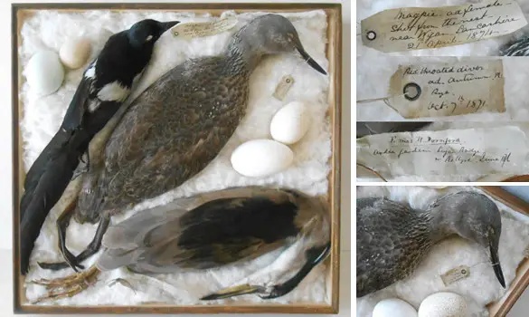 Peaux d'études - 1871-76