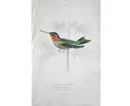 Colibri 1 - 1840 env.