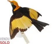 Jardinier - 1880 env.