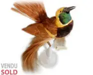 Paradisier de Raggi - 1880