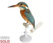 Martin-pêcheur - 1900 env.