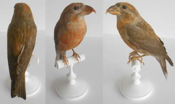 Bec-croisé - 1900 env.