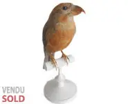 Bec-croisé - 1900 env.