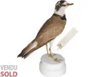 Petit gravelot - 1900 env.