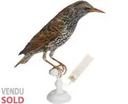 Etourneau - 1900 env.