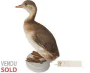 Grèbe castagneux - 1900 env.