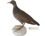 Gallinule - 1900 env.