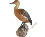 Dendrocygne fauve - 1980 env.