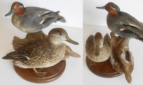 Sarcelles d'hiver - 1980 env.