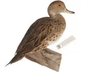 Canard à queue pointue - 1980