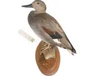 Canard chipeau - 1980 env.