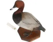 Fuligule milouin - 1980 env.