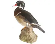 Canard carolin - 1980 env.