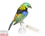 Calliste à tête verte - 1880 env.