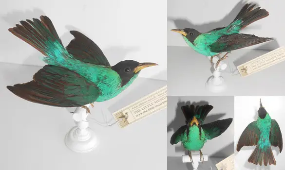 Guit-guit émeraude - 1880 env.