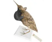 Combattant varié - 1940 env.