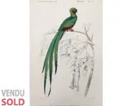 Quetzal - 1849