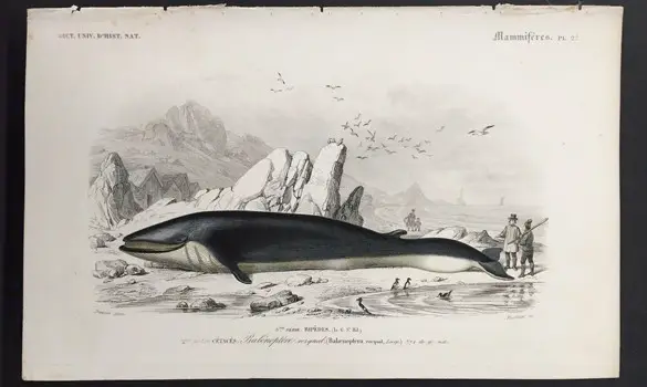 Rorqual - 1846